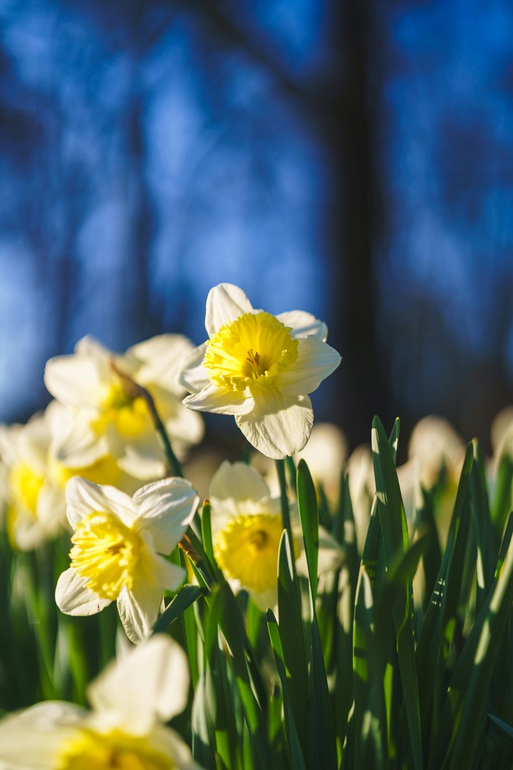 Narcisy - ilustračné foto